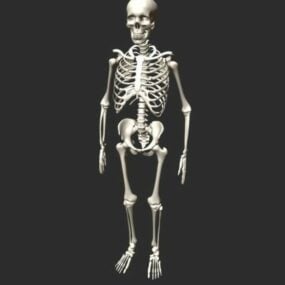 Anatomía esqueleto humano modelo 3d