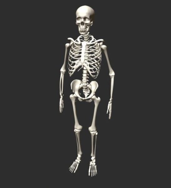 Анатомия человеческого скелета