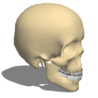 Anatomie du crâne humain