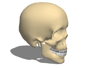 Anatomie menselijke schedel 3D-model