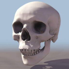 解剖学基本人类头骨 3d模型