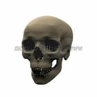Human Skull Basic Mesh