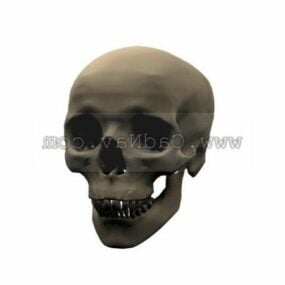 Modelo 3d de crânio humano antigo