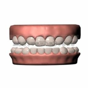 Mänskliga tänder anatomi 3d-modell