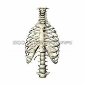 人間の胸部の解剖学の3Dモデル