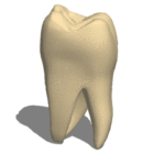 Anatomy Human Tooth