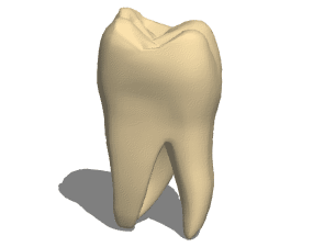 3D model anatomie lidského zubu