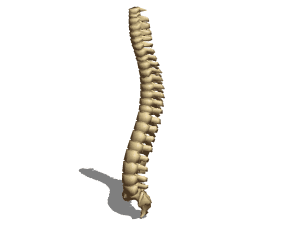 Anatomy Human Vertebral Column 3d-modell
