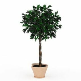 Model 3d Pohon Kepang Dalam Ruangan