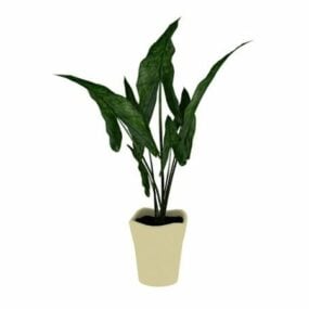 Indoor Office Evergreen Plant 3d model