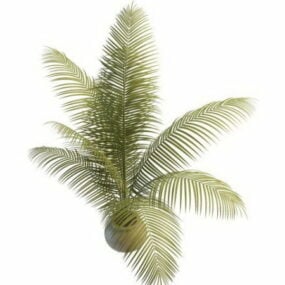 Hem inomhusväxter Palmträd 3d-modell