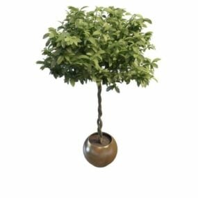 Örgülü Gövdeli Kapalı Bitki Ağacı 3d modeli