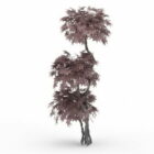 Japanese Plant Maple Ornamental Tree