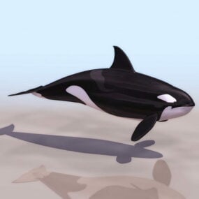 דגם תלת מימד של לוויתן רוצח פראי