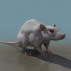 Animal Laboratory Mouse
