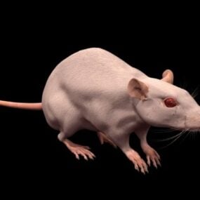 पशु प्रयोगशाला चूहा 3डी मॉडल