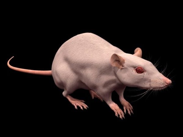 Rat de laboratoire animal