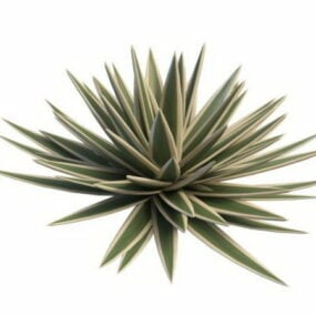 Store Agave Outdoor Plants 3d-modell