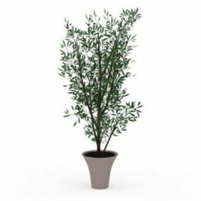 Indoor Large Potted Tree 3d model