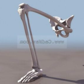 Anatomía Huesos de la pierna humana modelo 3d