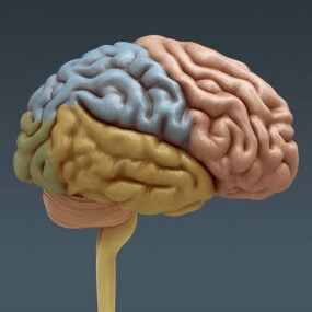 Anatomía del cerebro humano modelo 3d