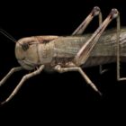 Animal Locusts Grasshopper