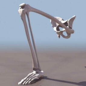 Modelo 3d de huesos de las extremidades inferiores del hospital