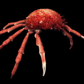 Wild Maja Squinado Spider Crab 3d model