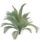 Majesteit Palm Garden Tree