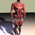 Anatomia męskiej anatomii mięśni