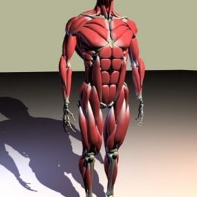 Anatomie Mannelijke spieranatomie 3D-model