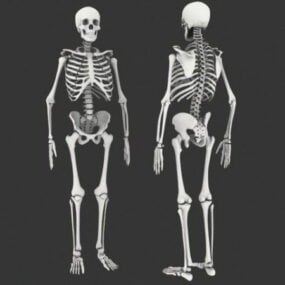 Anatomia męskiego szkieletu ludzkiego Model 3D