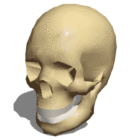 Anatomie Homme Crâne Humain