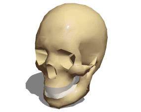 Anatomie du crâne humain masculin modèle 3D