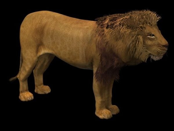 Лев тварини-чоловіки