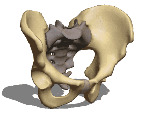3d модель анатомії чоловічого тазу