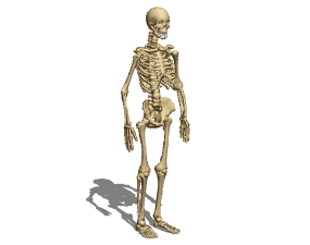 Anatomi mandlige skelet 3d-model