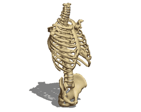 Anatomie du torse squelette masculin modèle 3D