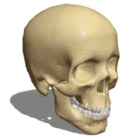 Anatomie Homme Crâne