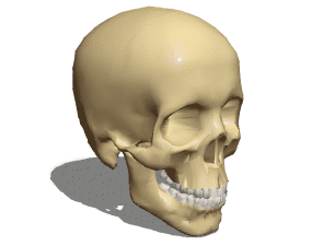 Anatomi manlig skalle 3d-modell