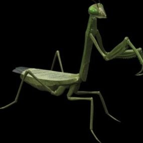 Animal Mantis 3d model