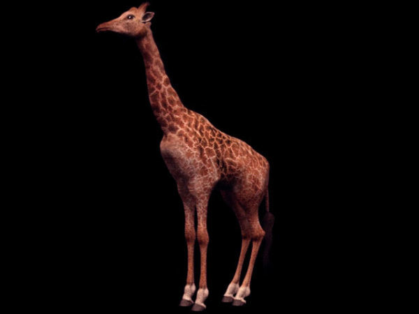 Animal Masai Giraffe