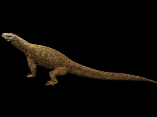 Lézards des animaux Dragon de Komodo