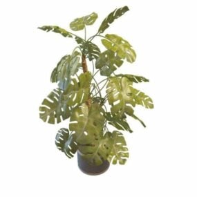 龟背竹美味室内植物3d模型