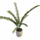 Indoor Odd Pinnate Plant Tree