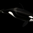 동물성 Orcinus Orca Killer Whale