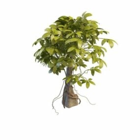 정원 Ficus 나무 3d 모델