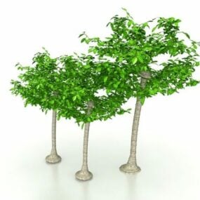 Ornamental Outdoor Garden Trees 3d model