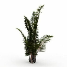 Planta de palmera ornamental modelo 3d