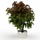 Ornamental Indoor Potted Plant